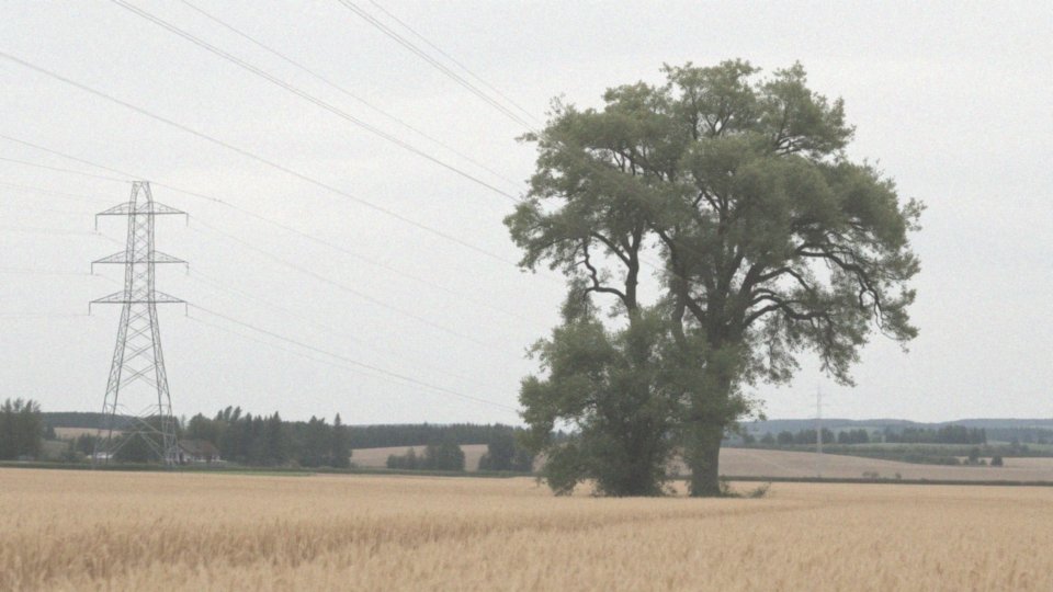Co to jest służebność przesyłu i jak wpływa na wycinkę drzew?