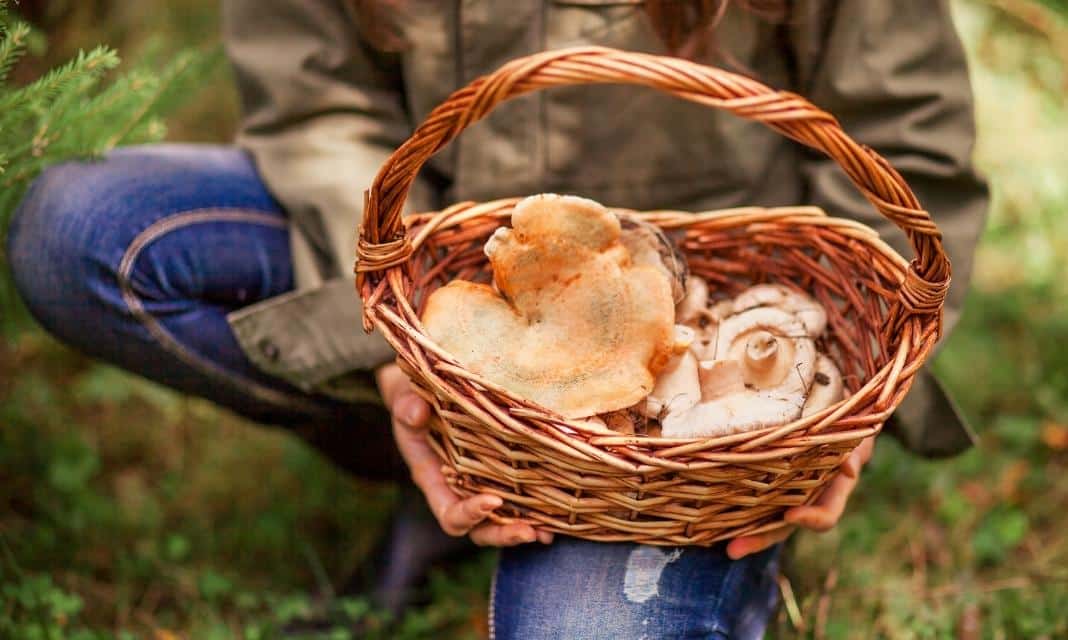 Sezon na zbieranie grzybów w Lubaniu: czas na poszukiwanie skarbów natury