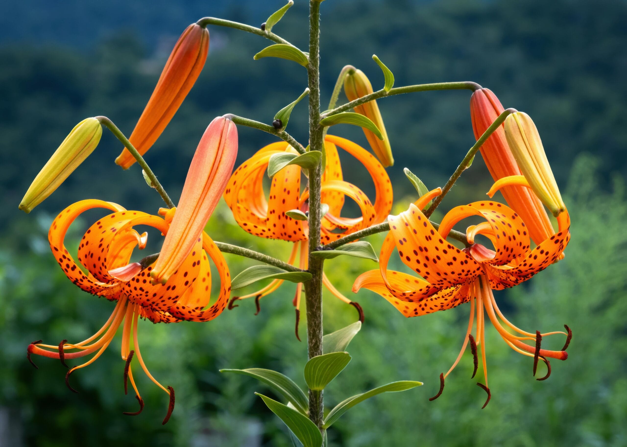 Lilia złotogłów (martagon) – jak uprawiać ją w półcieniu i naturalistycznych ogrodach?